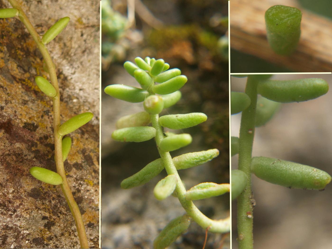 Stonecrop, White leaf